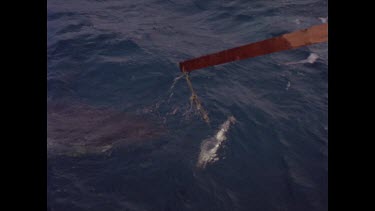 great white shark ignores bait in water