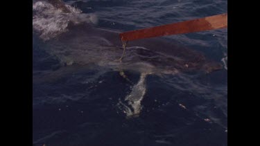 great white shark ignores bait in water