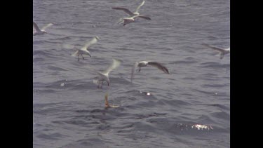 seagulls feed on ocean