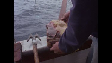 releasing bait to attract great white sharks