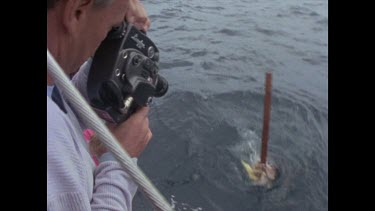 cameraman films feeding shark