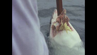 great white shark tears bait ferociously