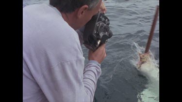 cameraman films feeding shark