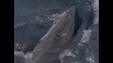 great white shark feeds on bait