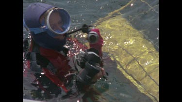 diver closes lid on shark cage