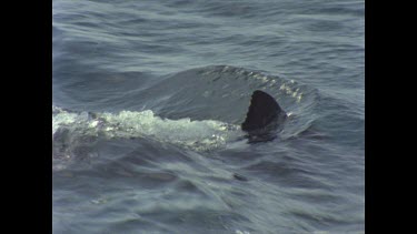great white shark fin passes by shark cage