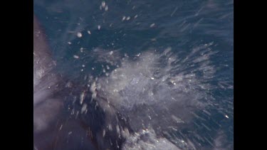 great white shark tears at bait