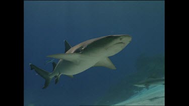 white tip shark swims overhead