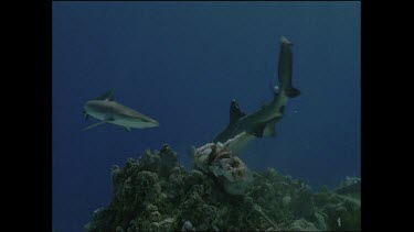 white tip sharks test bait at coral table