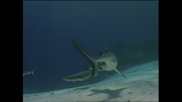 white tip shark circles then goes in for feed of fish at coral table