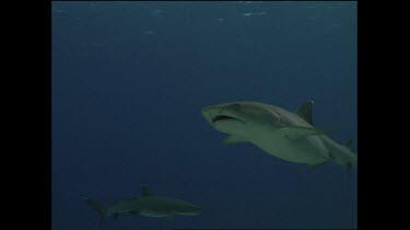 white tip shark swims overhead