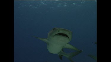 white tip shark swims overhead with mouth open