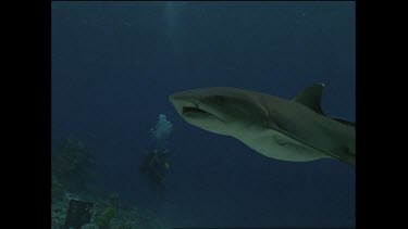 white tip shark swims past with diver in background