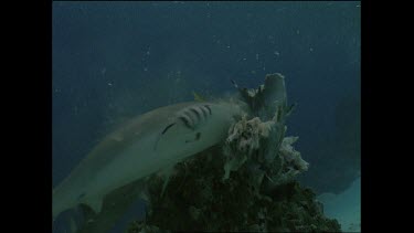 white tip shark struggles to tear fish bait away from coral table