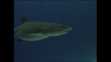 white tip shark swims past