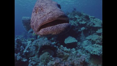 potato cod faces camera then turns to reveal divers