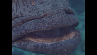 close up of potato cod's mouth