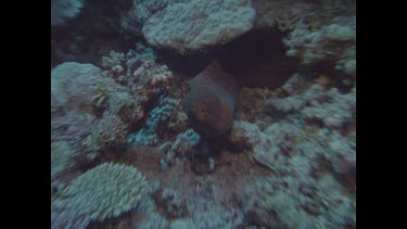 moray eel head poking out from under a rock