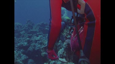 diver Valerie Taylor feeds moray eel but before he can reach the bait a potato cod steals it