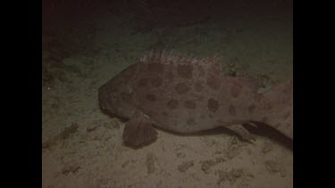 potato cod swimming away from camera at night