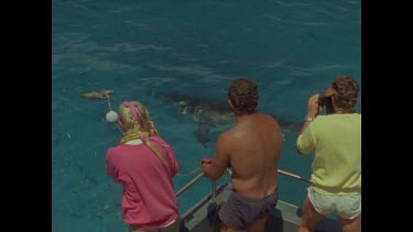 tourists watch as great white shark circles bait and takes it