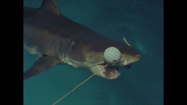 great white shark grabs bait and attempts to drag it off
