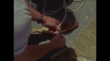 preparing bait to attract great white sharks