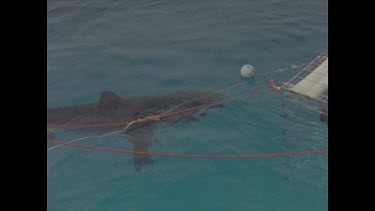 great white shark circles cage divers then takes bait and lets go again