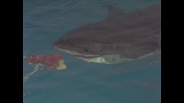 great white shark snaps at bait floating in water