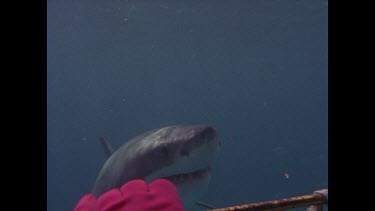 diver removes hand from cage as great white shark approaches and circles