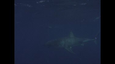 great white shark moves through water