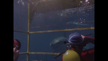 cage divers film great white shark as it approaches