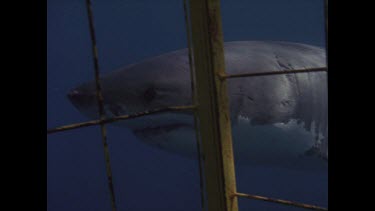 great white shark eyes up cage