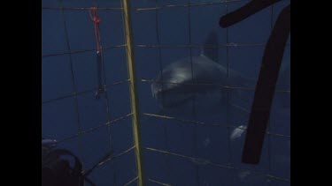 great white shark approaches cage and nibbles on mesh