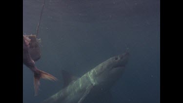great white shark ignores bait and bites on cage instead