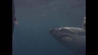 great white shark swims past cage