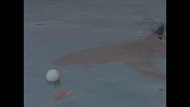 great white shark ignores bait
