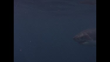 great white shark swims in water column