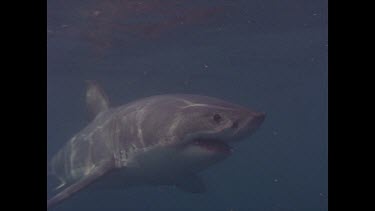 great white shark swims past in water column