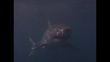 great white shark swims past in water column