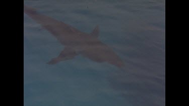great white shark silhouette in water