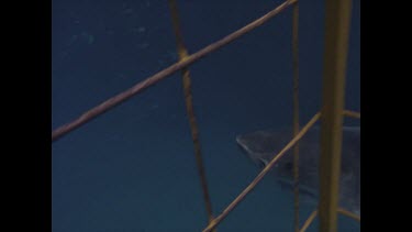 great white shark swims past cage towards boat then away