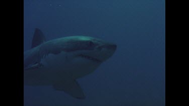 great white shark swims in water column