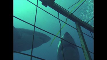 two great white sharks cruise around cage