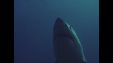 great white shark swims overhead