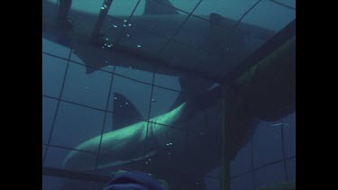 two great white sharks lurk around cage