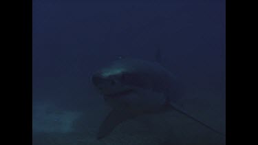 great white shark approaches bait dangling by cage
