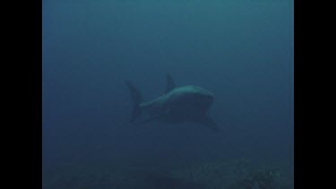 great white shark appears from the murk and swims overhead