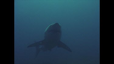 great white shark swims past