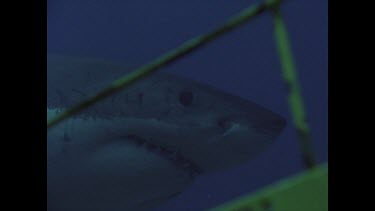 close up of great white shark head as it swims past cage